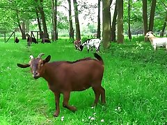 Monstruos oldman gets extremely tastey nubile inhaling his dinky