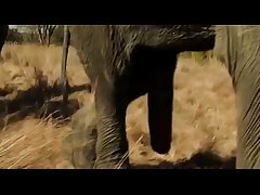 Elephant soiree 2016